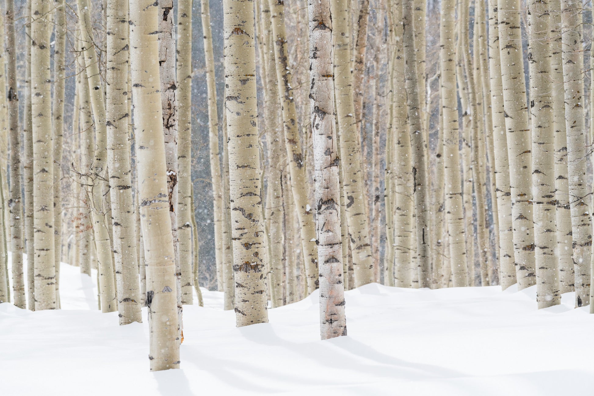 white birch trees line a snow covered mountainside of the Rockies in Colorado