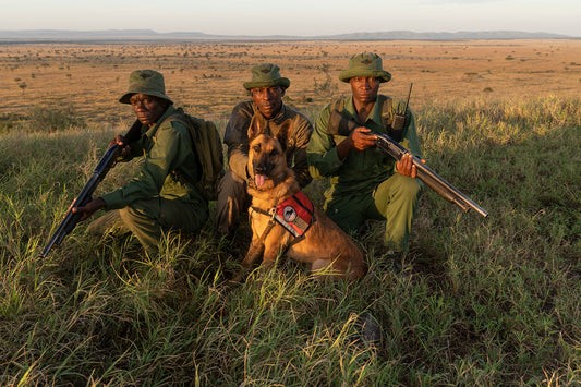 Working Dogs for Conservation | Africa