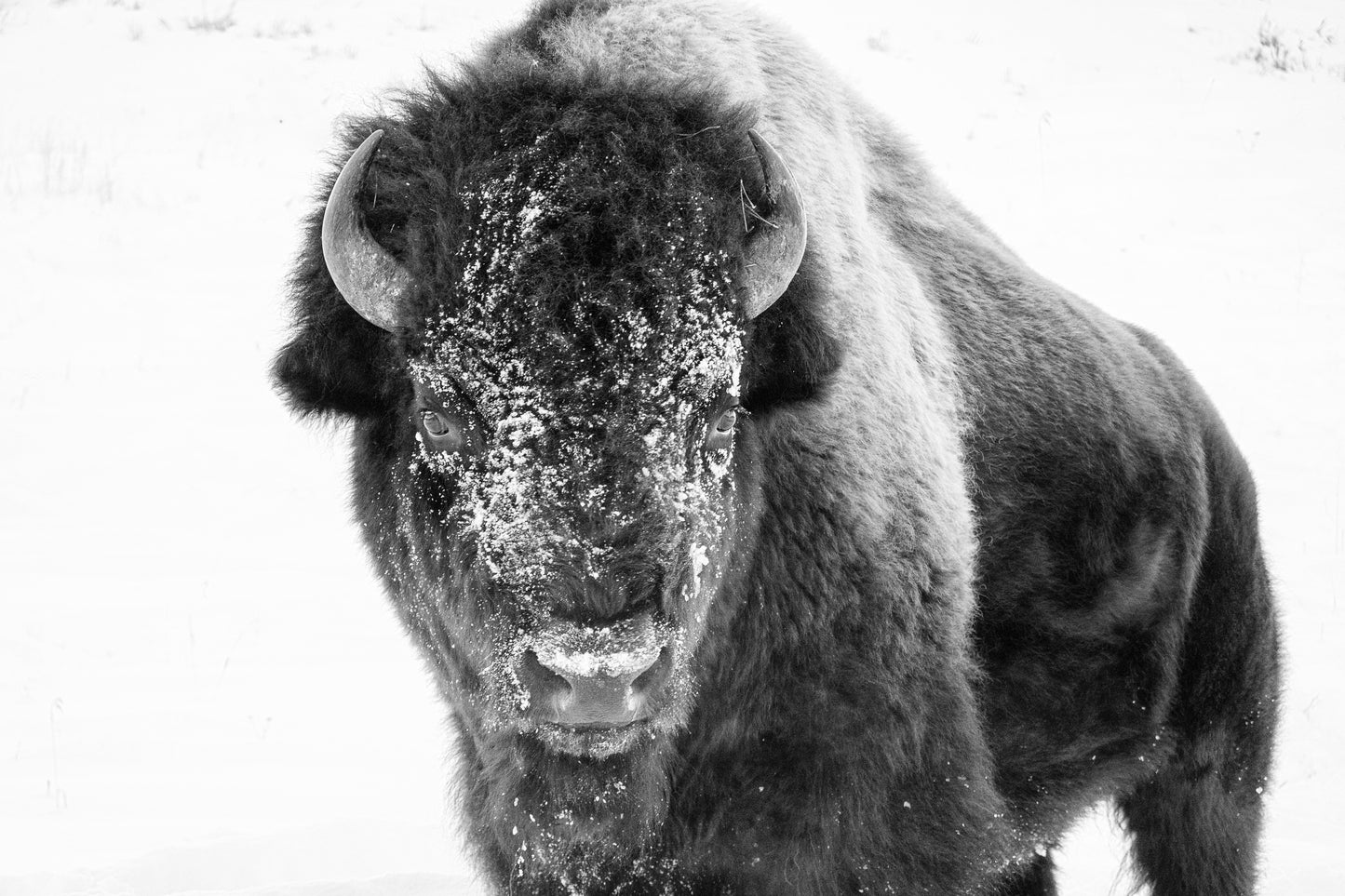 Ice Bison