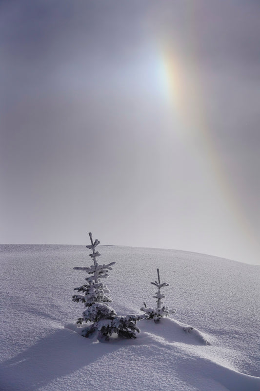 Chien du Soleil