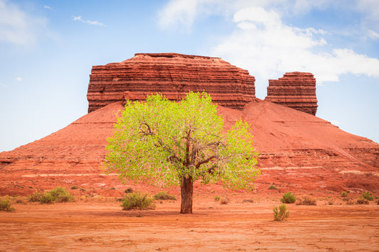 Desert Spring