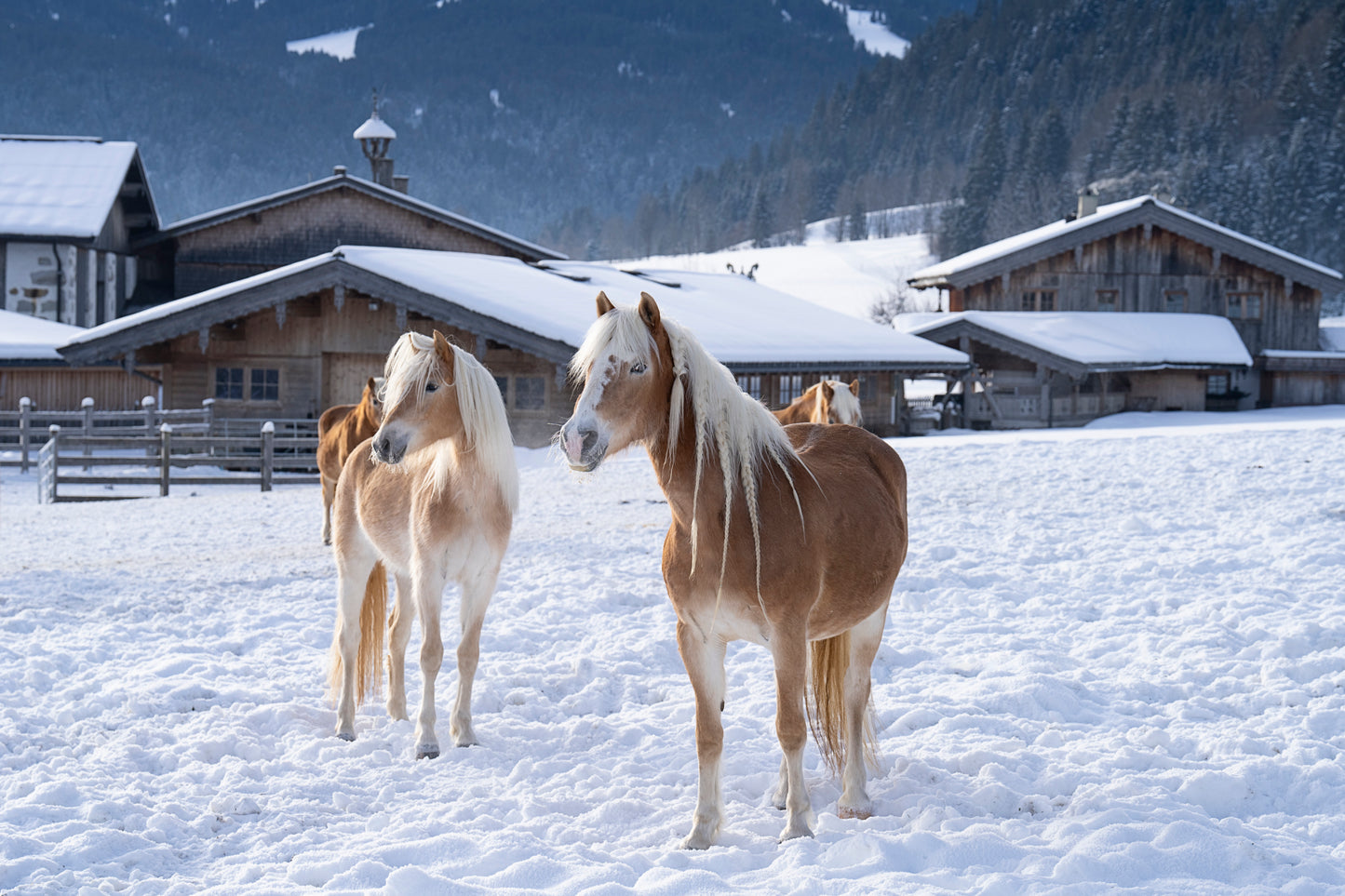 Horses of the Tirol