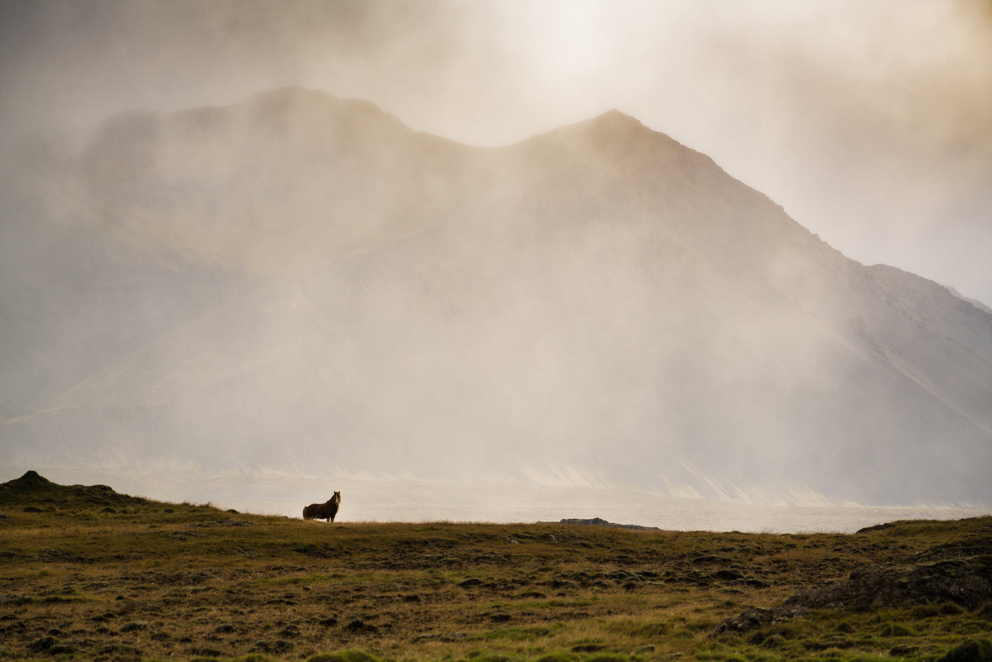 Lone Icelandic horse in the landscape of Iceland