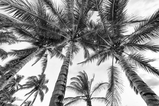 underneath a group of palm trees in the Dominican Republic