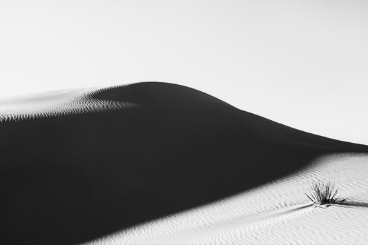 desert still life in black and white of White Sands National Monument in New Mexico