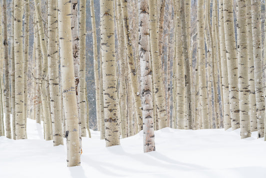 white birch trees line a snow covered mountainside of the Rockies in Colorado
