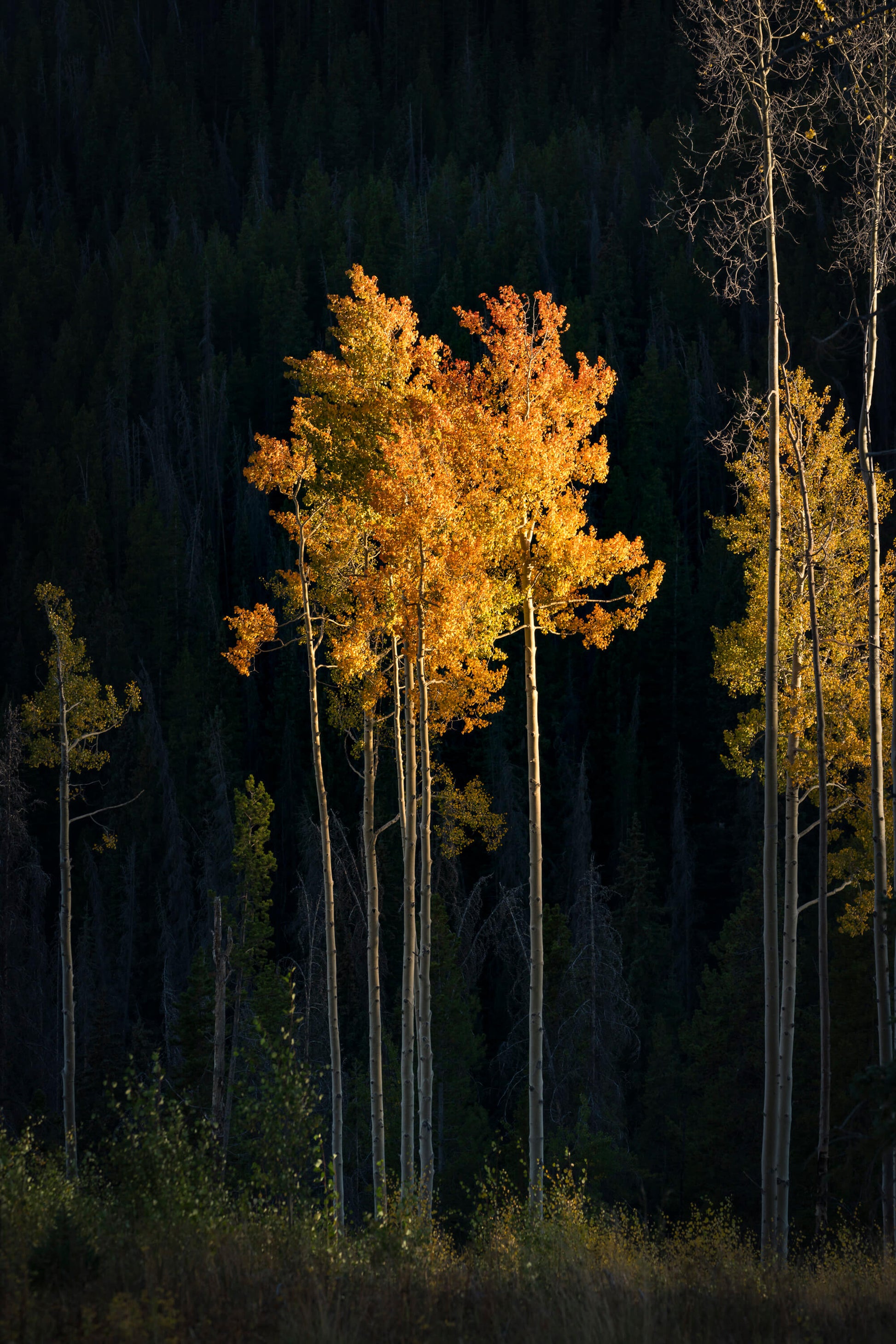 single tree lights up as the sun sets on the forest in the mountain ridge of Colorado