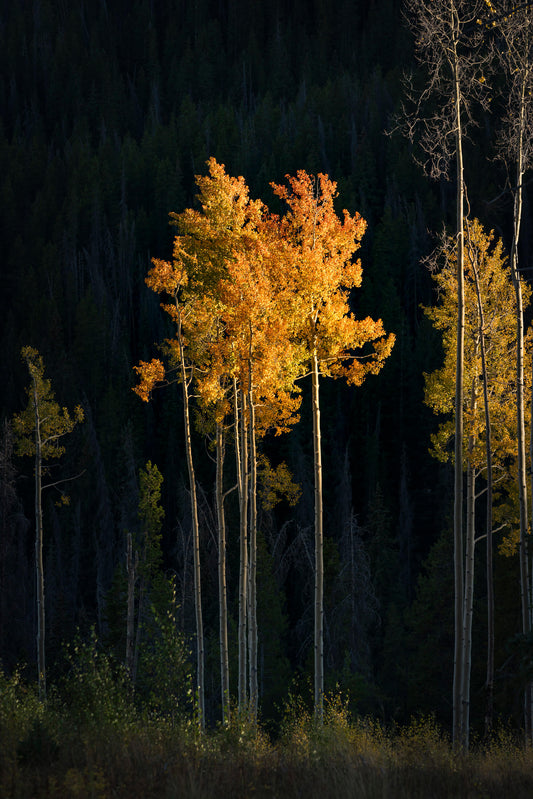 single tree lights up as the sun sets on the forest in the mountain ridge of Colorado