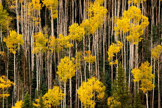 white birch trees' leaves turn yellow during autumn in the Colorado Rockies