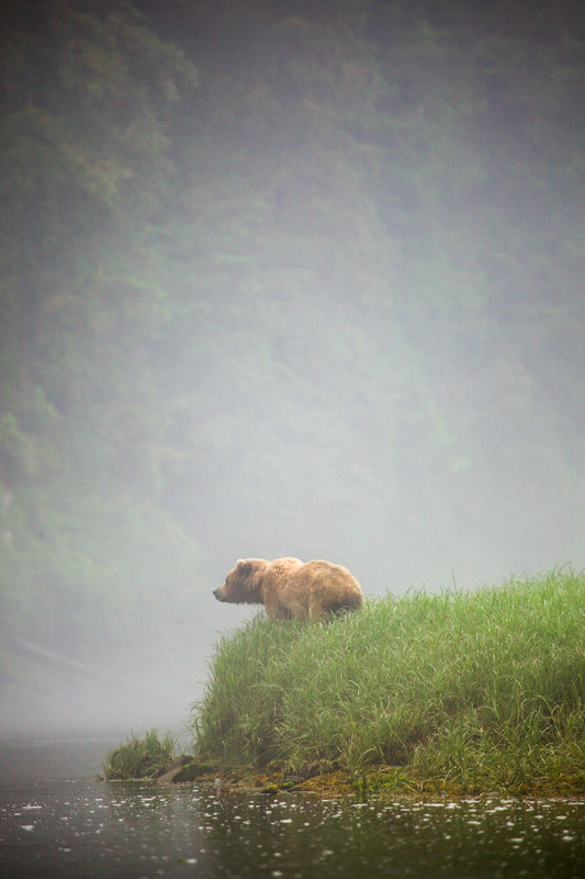 brown bear on the banks of a small river of Alaska's Admirality Island