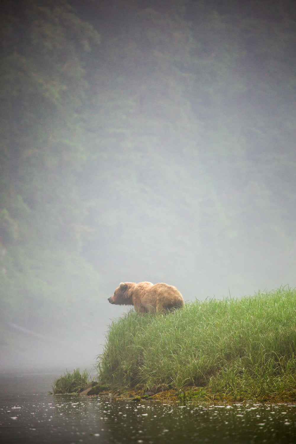 The Hunter