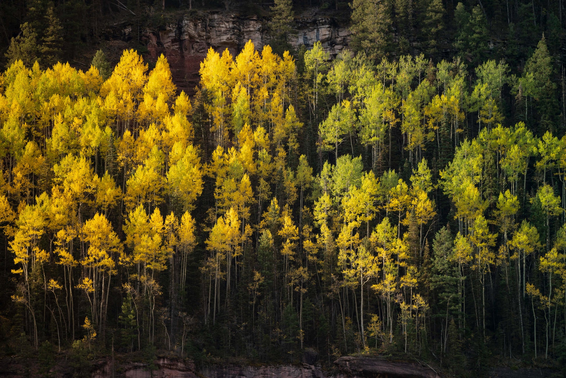 autumn tree tops on a mountainside in Colorado