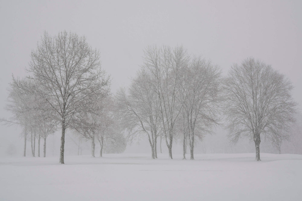 Winter's Last Stand